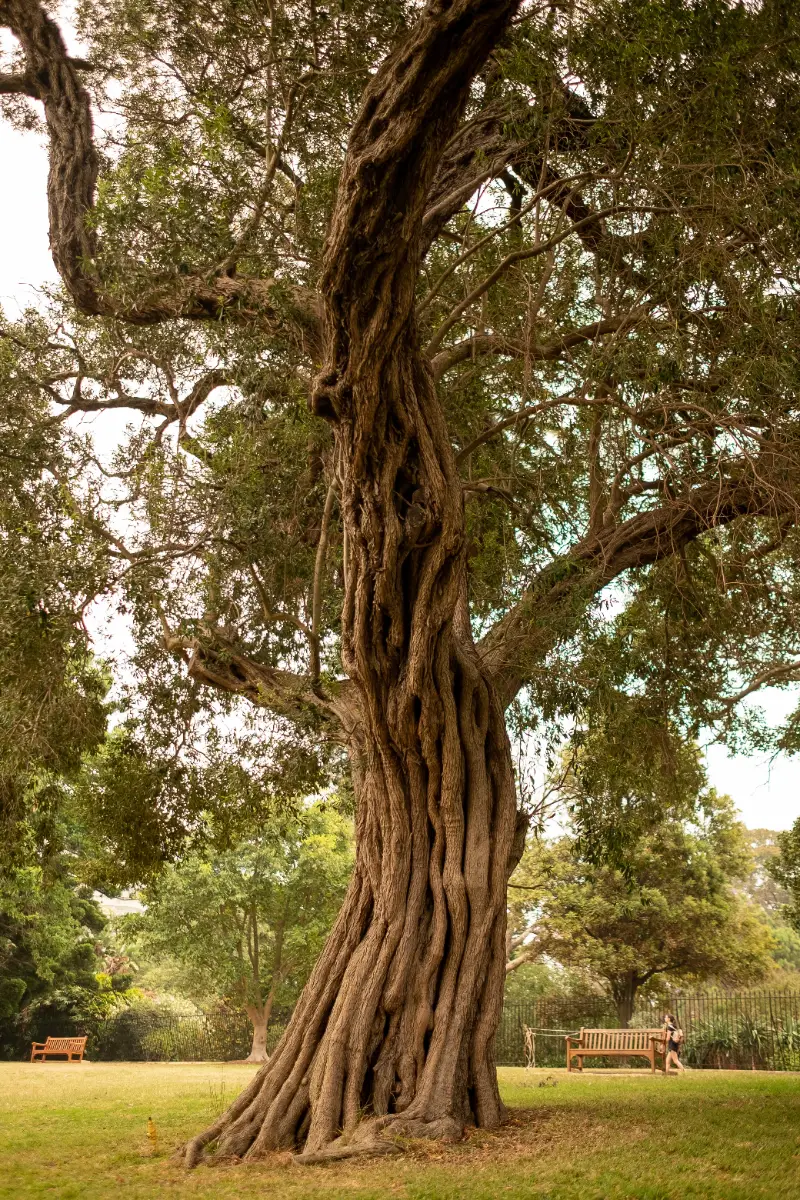 old-tree-sydney-botanical-garden-sunlight-daytime
